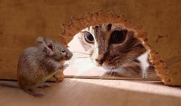 老鼠视频,揭秘视频中的趣味瞬间